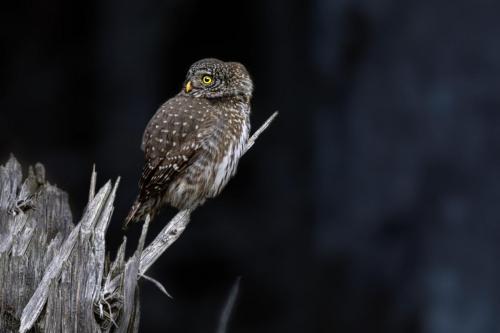 Eurasian pygmy owl (Glaucidium passerinum)