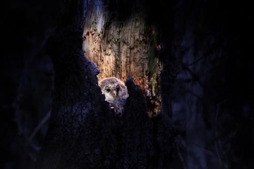 Ural owl