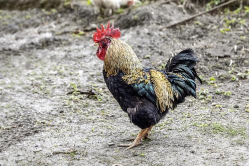 Rooster (Gallus gallus domesticus)