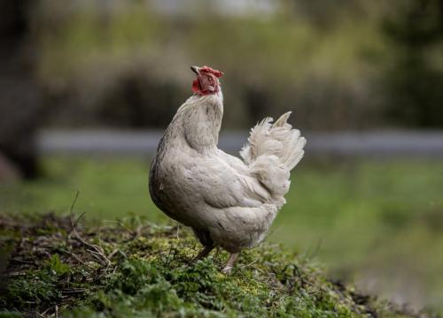 Chicken (Gallus gallus domesticus)