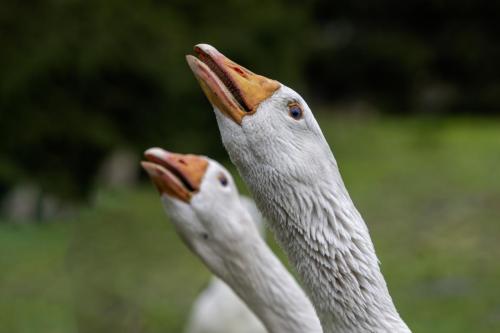 Domestic goose (Anser anser domesticus)