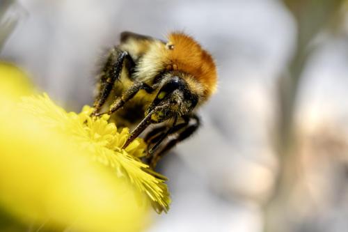 Common carder bee (Bombus pascuorum)