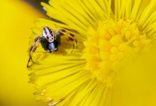 Goldenrod crab spider (Misumena vatia)