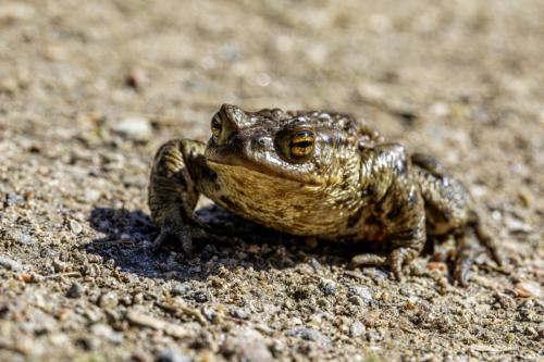 Common Frog (Rana temporaria)