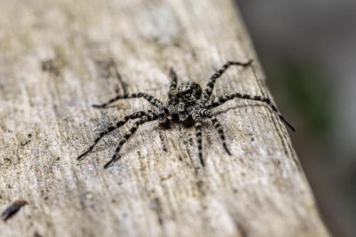 Wolf spider (Acantholycosa lignaria)