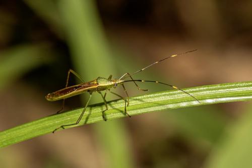 Leaf-footed bug (Paradsynus spinosus)