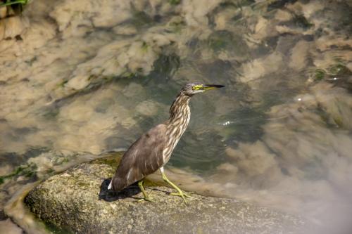 Indian Pond Heron (Ardeola grayii)