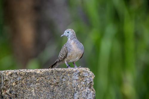 Zebra Dove (Geopelia striata)