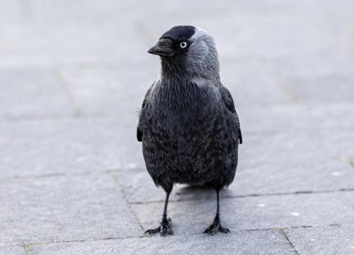 Eurasian Jackdaw (Corvus monedula)