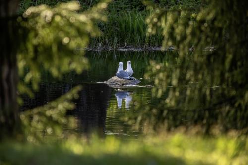 Common Gull (Larus canus)