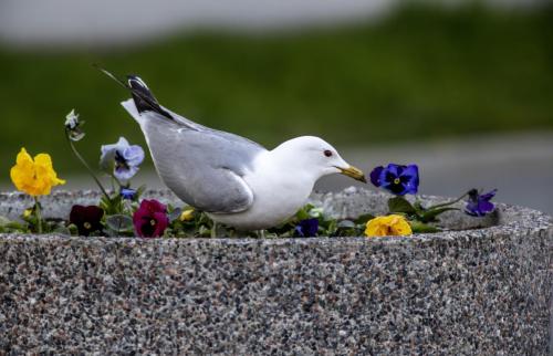 Common Gull (Larus canus)