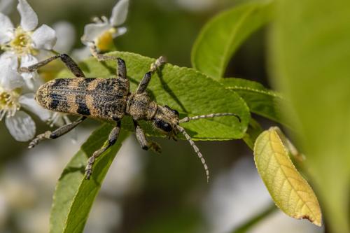 Black-spotted longhorn beetle(Rhagium mordax)