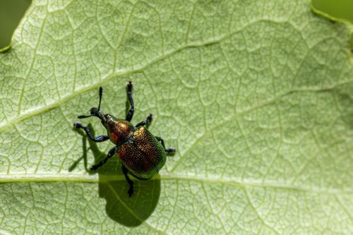 Aspen Leaf-rolling Weevil (Byctiscus populi)