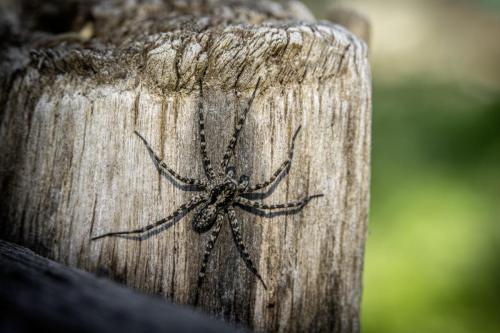 Wolf Spider (Acantholycosa lignaria)