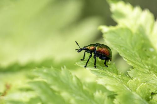 Aspen Leaf-rolling Weevil (Byctiscus populi)