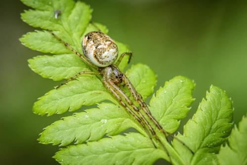 Orb-weaver spider (Metellina mengei)