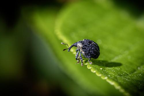 Dark Figworts Scraper (Cionus scrophulariae)