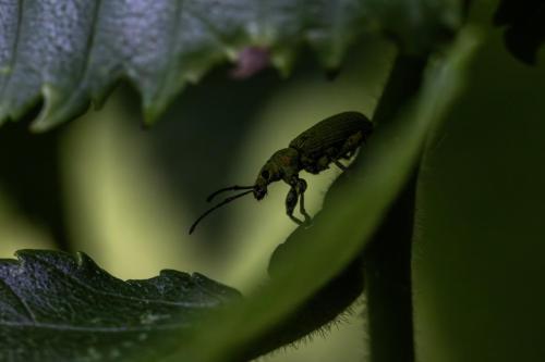 Nettle weevil (Phyllobius pomaceus)