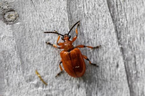 Lily leaf beetle (Lilioceris lilii)