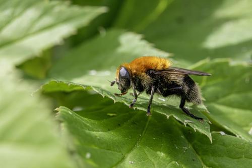 Greater Bulb Fly (Merodon equestris)