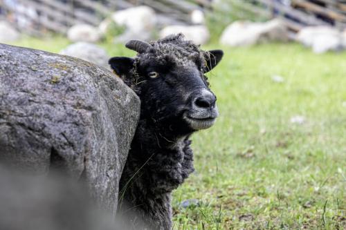 Ancient sheep (Ovis aries)