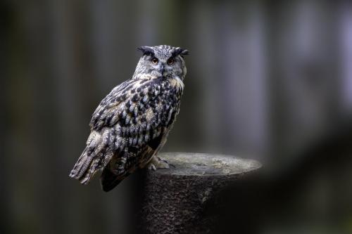 Eurasian eagle-owl (Bubo bubo)