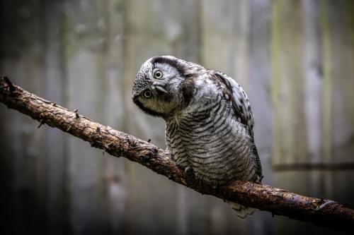 Northern Hawk-owl (Surnia ulula)