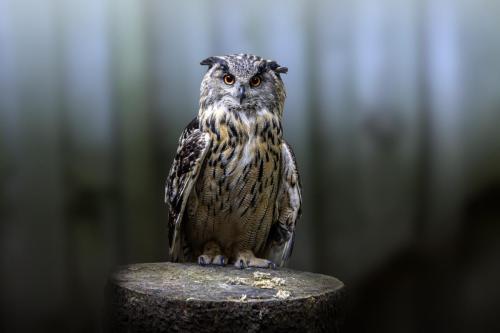 Eurasian eagle-owl (Bubo bubo)