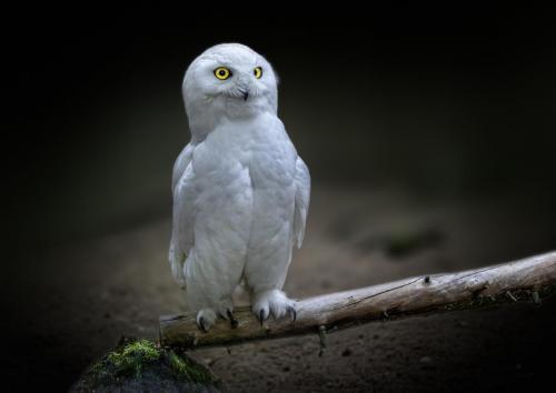 Snowy owl (Bubo scandiacus)