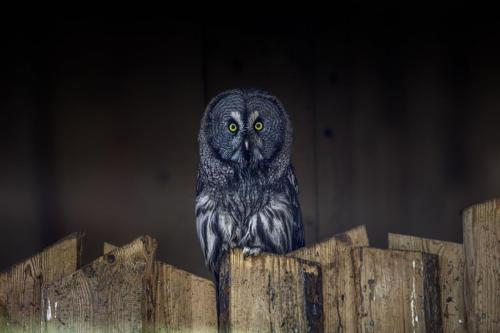 Great Grey Owl (Strix nebulosa)