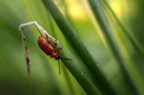 Lily Leaf Beetle