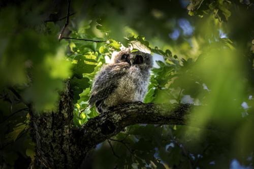 Long-eared Owl (Asio otus)