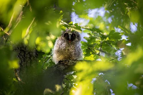 Long-eared Owl (Asio otus)