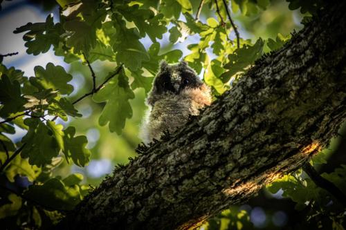 Long-eared Owl (Asio otus)