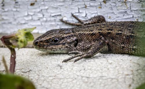 Viviparous lizard (Zootoca vivipara)