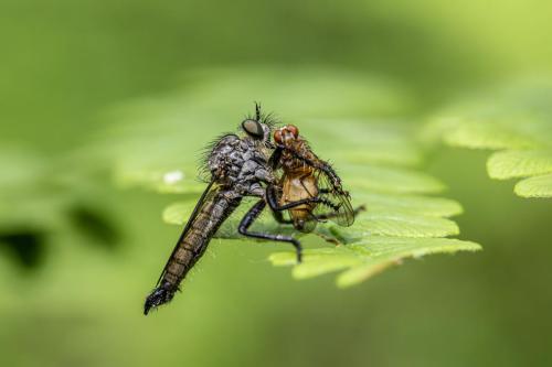 Robberfly (Efferia aeustans)