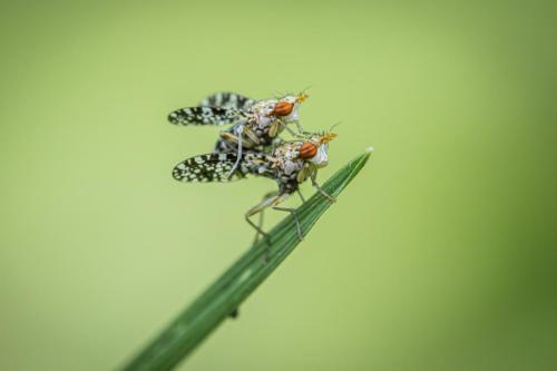 Spotted march fly (Trypetoptera punctulata)