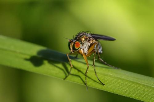 Long legged fly (Dolichopus ungulatus)