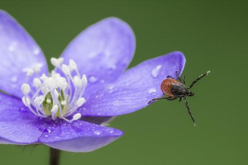 Castor bean tick (Ixodes ricinus)