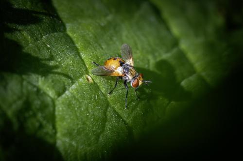 Tachinid flies (Tachinidae)