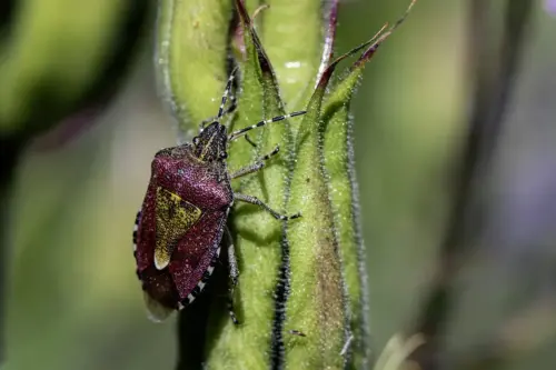 Hairy Shieldbug (Dolycoris baccarum)