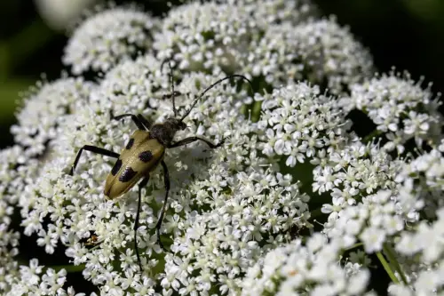 Four-spotted Longhorn Beetle (Pachyta quadrimaculata)