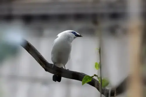 Bali myna (Leucopsar rothschildi)