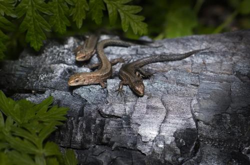 Viviparous lizard (Zootoca vivipara)