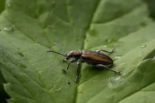 Grooved Leaf Beetle (Donacia semicuprea)