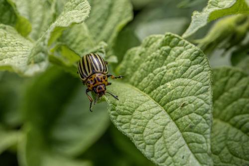 Colorado potato beetle (Leptinotarsa decemlineata)