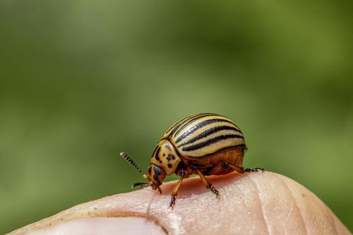 Colorado potato beetle (Leptinotarsa decemlineata)