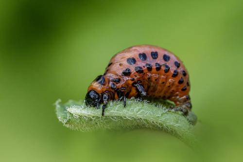 Colorado potato beetle (Leptinotarsa decemlineata)