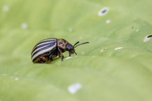 Colorado potato beetle (Leptinotarsa decemlineata)