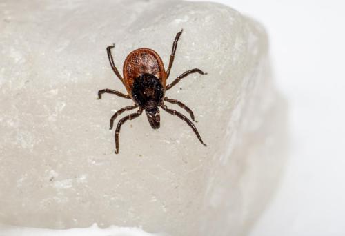 Castor bean tick (Ixodes ricinus)